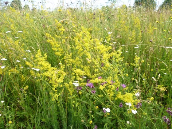 galium verum, ivanjsko cvijeće, bročika