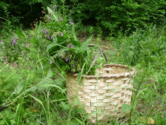 gavez u košari sepetu