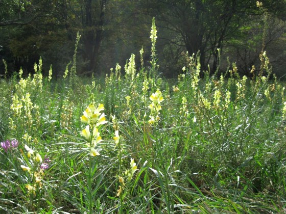 lanilist, Linaria vulgaris