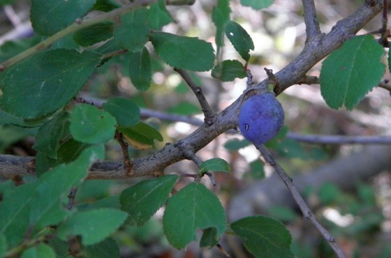 Trnina, Pranus spinosa