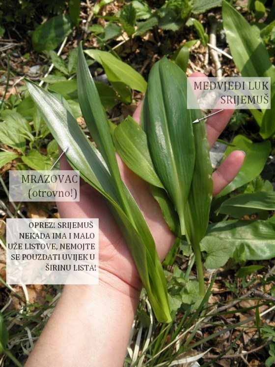 medvjeđi luk i mrazovac