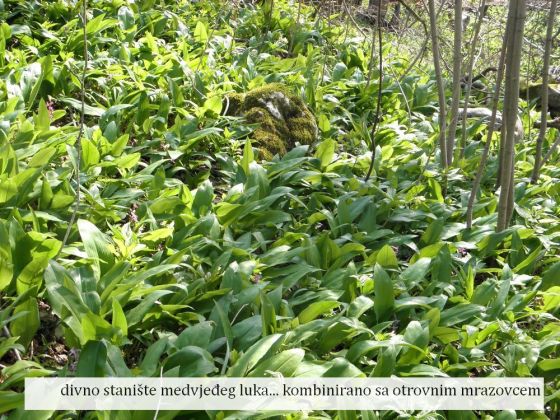 stanište medvjeđeg luka