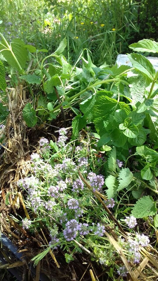 57155126_664048027390927_4807729886552653824_n