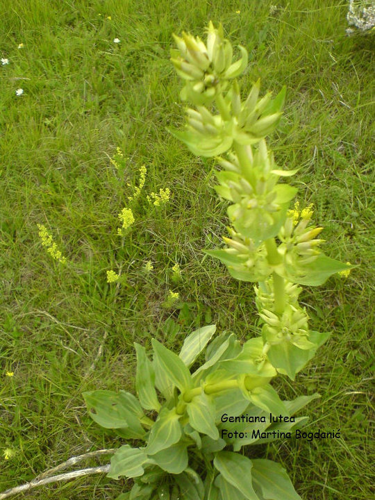 38241_1535297499272_3375022_n