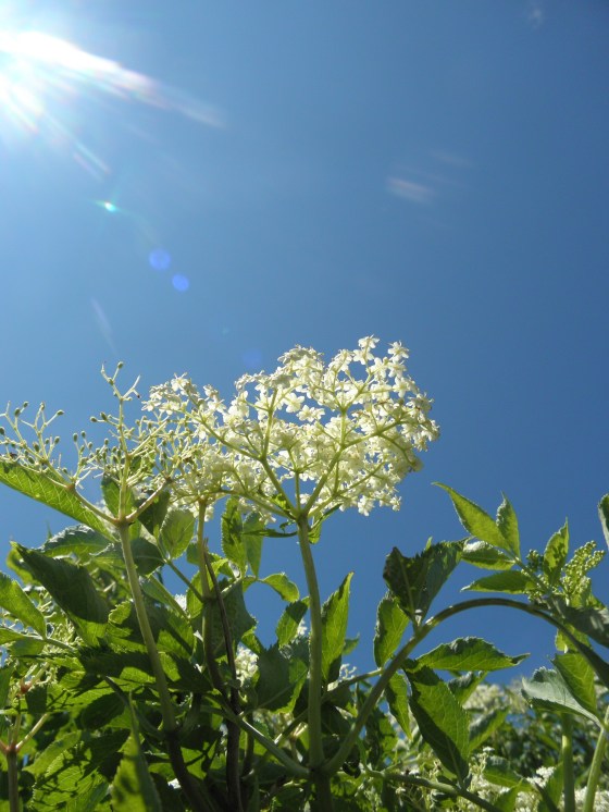 Sambucus nigra, bazga