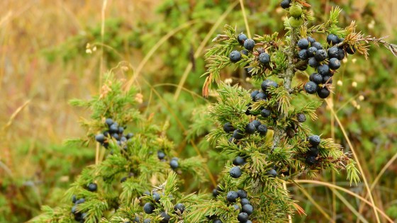 Juniperus by Pixabay