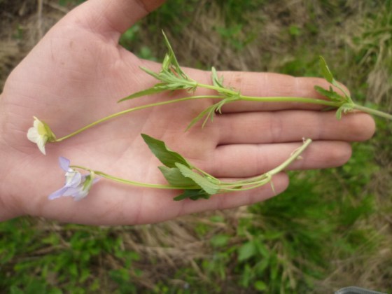 ljubičica maćuhica