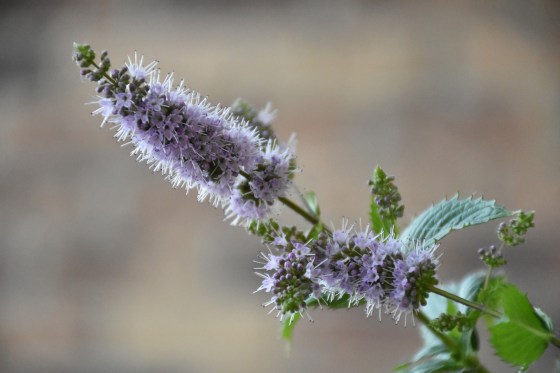 Mentha by Pixabay