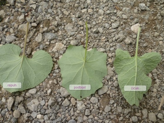 repuh podbijel čičak