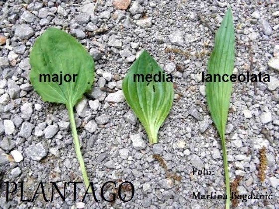 plantago