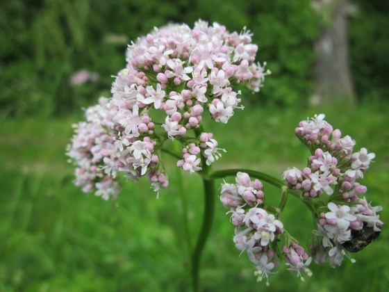 valeriana-officinalis-by Pixabay