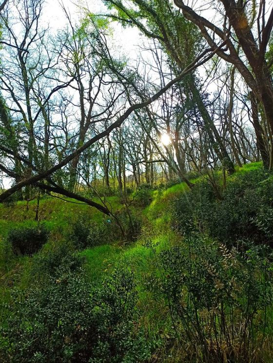 91959142_2505519059762813_5871917989594398720_o